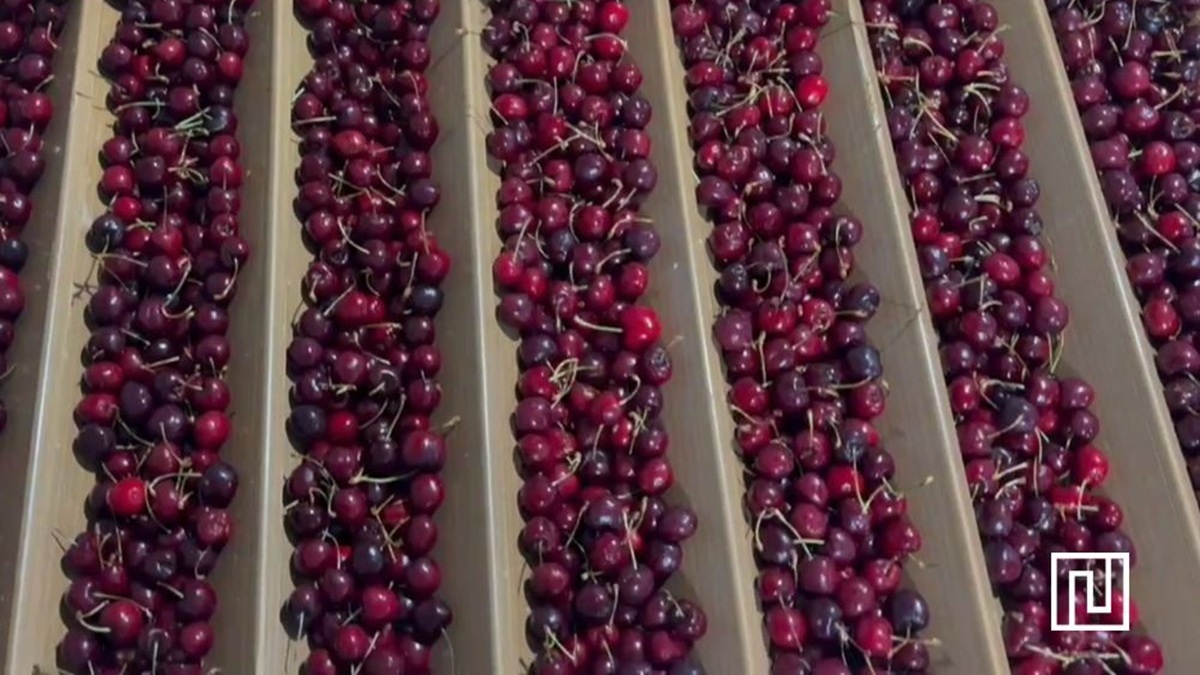 Nueva línea de envasado de cerezas en Extremadura.jpg